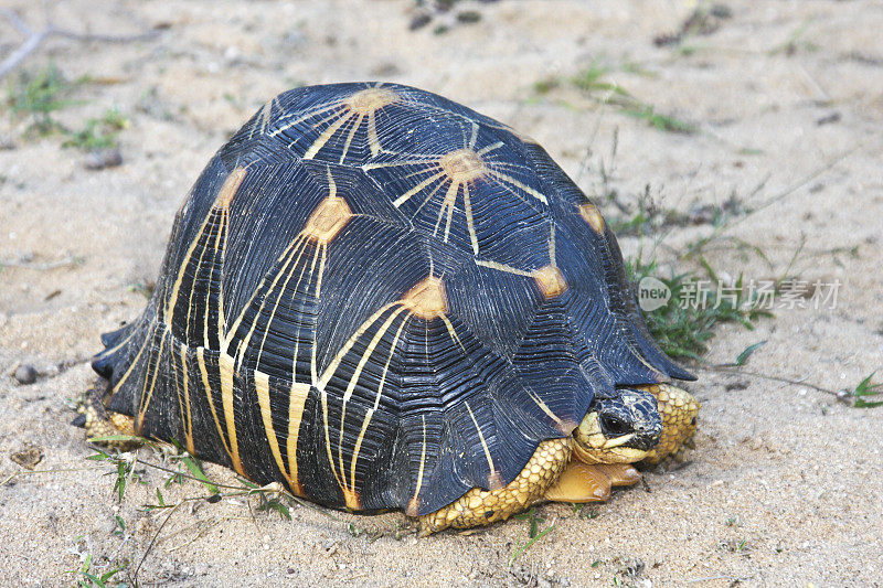 辐射龟(辐射龟);Tsimanampetsotsa NP;马达加斯加